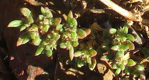 Image result for Trianthema salsoloides