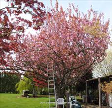 Peppermint flowering peach tree care. Prunus Serrulata Kwanzan Wholesale Nursery Supplies Plant Growers In Oregon Nursery Guide