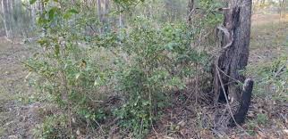 Image result for Psydrax fragrantissima