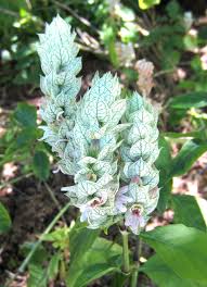 Image result for Justicia betonica