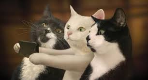 5 Ways You Can Make Your Lazy Cat More Active Funny Cat Wallpaper Funny Cat Images Funny Cats