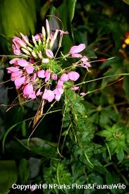 Image result for Cleome houtteana