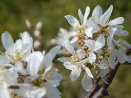 Image result for Amellus reductus