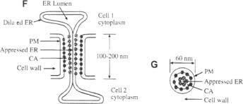 Plasmodesmata, structure, function, cell communication plant cells communicate with each other via channels called plasmodesmata (pd). Plasmodesmata An Overview Sciencedirect Topics