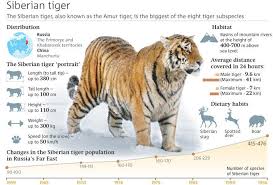 Siberian Tiger Siberian Tiger Animal Infographic Wild Cat Species