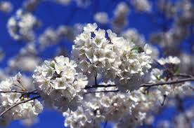 Also, try our sister website's powerful search engine for poems or see our other flower poems. Kigo Wikipedia