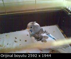 Muhabbet Kusumun Tuyleri Kabarik