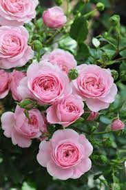 Gardening Nurseries Near Me Cheapestgardening Beautiful Rose Flowers Beautiful Roses Pink Flowers