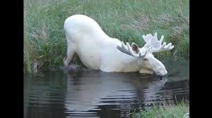 Canada vs sweden women's football final moved in the evening due. Extremely Rare White Moose Takes Dip In Swedish Lake Video Abc News