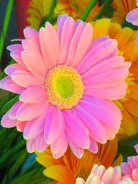 Gerber Daisies 101 Planting Growing Enjoying My Soulful Home Amazing Flowers Beautiful Flowers Photography Love Flowers