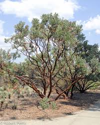 Image result for Maerua grantii