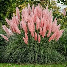 Different Colors Of Pampas Grass Cortaderia Selloana 100 Etsy In 2021 Purple Pampas Grass Ornamental Grasses Pink Pampas Grass