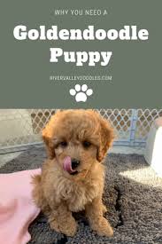This goldendoodle breeder in oklahoma does not ship puppies unless the puppy's buyer will cover the cost. Goldendoodle Puppy Information Why Breeder Ny Pa Nj Ct Goldendoodle Puppy Potty Training Puppy Dog Potty Training