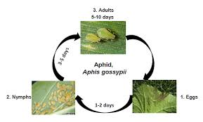 First report of banana bunchy top virus in banana (musa spp.) and its eradication in togo. Cucurbitaceous Vegetable Insect Pests Vikaspedia