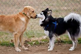 The husky golden retriever mix gives you the fine qualities of both siberian huskies and golden retrievers. 0dvle5s9s2kyfm
