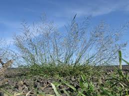 Image result for Eragrostis porosa