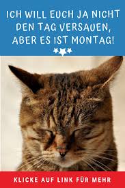 Video Montag Lustig Witzige Spruche Lustige Tiere Wochenanfang Lustige Videos In 2020 Witzige Spruche Lustige Tiere Tiere