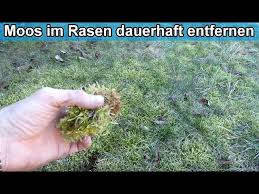 Mit einem vertikutierer lässt sich erfolgreich gegen moos vorgehen. Moos Im Rasen Dauerhaft Loswerden Rasenfilz Und Moos Im Rasen Bekampfen Entfernen Anleitung Youtube