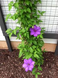 Maybe you would like to learn more about one of these? Elsa Spath Clematis Plants Clematis Garden