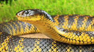 Http Thacool Com Wp Content Uploads 2014 06 Tiger Snake Jpg Snake Snake Wallpaper Snake Venom