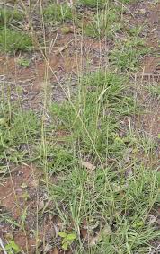 Image result for Brachychloa