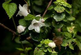 Image result for Acanthopale pubescens