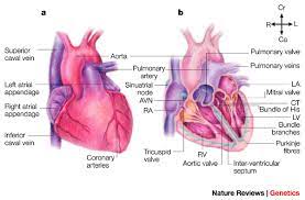 It lies behind the fifth left intercostal space, 8 to 9 cm. Patterning The Vertebrate Heart Mitral Valve Nursing Students Arteries