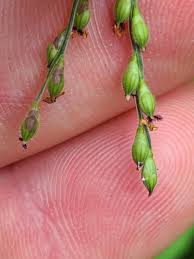 Image result for Urochloa ramosa