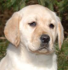 We are a small family operated breeder near eaton, ohio that specializes in beautiful looking labrador retrievers. Labrador Litters Puppies For Sale By Breeder In Ohio Amber Sky Farms