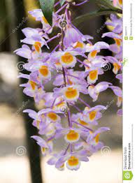 Photo About Dendrobium Farmeri Pink Orchids Dendrobium Thailand Flower Scent Image Of Plants Species Flavor 85827719 Orchids Thai Flower Flower Scent