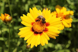 N1 stands for a low supply in nectar, while p5 stands for a high amount of pollen. Best Pollinator Plants 10 Perennials For A Pollinator Garden Garden Design