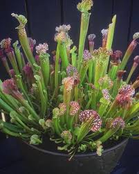 Gimana kawan kaosnya keren gak. Traslovs Tradgard Posts Facebook