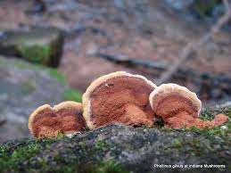 Image result for Phellinus gilvus