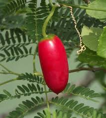 Image result for Coccinia grandiflora