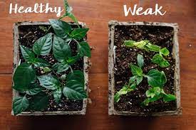 When the seedlings have developed their second set of true leaves, it's time to transplant or thin them. 6 Reasons Your Seedlings Aren T Growing Ways To Ensure Growth