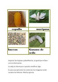 Pin En Proyecto Gusanos De Seda