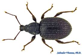 Image result for Strychnos gossweileri