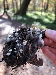 Image result for Strobilurus conigenoides