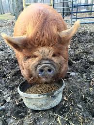 Jul 17, 2021 · the president of the rcvs has said that she is 'disappointed' by 'unhelpful language' from the bva and the british veterinary nursing association (bvna) after the two associations criticised aspects of the college's legislative reform plans. Pet Pigs Ireland Home Facebook
