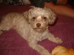 Some of the factors that help your puppy to live as long as possible are discussed below. Chi Poo Chihuahua Poodle Mix Info Puppies Temperament Picture