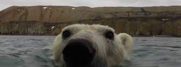  the world's 5 smallest mammals  Why Do Polar Bears Have White Fur And Nine Other Polar Bear Facts Stories Wwf