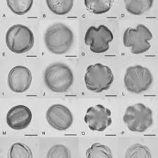 Image result for Diclis