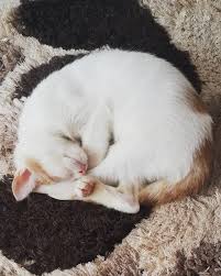 2 Aylik Sutlac Goruyor Miril Miril Kucak Delisi Oyuncu Acil Kedi