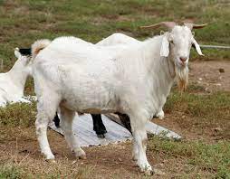 Domestic Goat Simple English Wikipedia The Free Encyclopedia