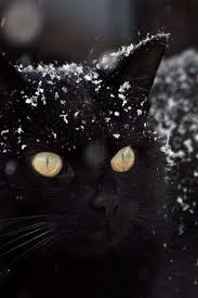 Cats And Care A Cat S Habits Is Definitely A Complex Thing To Fully Understand They Re Fractious As Well As Choosy And Incredibly Demanding Kedi Cats Siyah