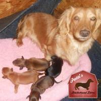 In akc conformation, agility and obedience. Dachshund Toy Miniature Standard Breeders Near Canton Ohio