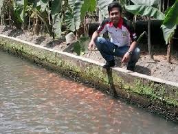 Contoh Gambar Kolam Ikan Nila Untuk 500 1000 Ekor Dan Lebih Di Sekitar Rumah Opo Wae