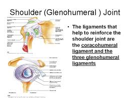 Learn vocabulary, terms and more with flashcards, games and other study tools. Joints Joints Joints Or Articulations Sites Where Two