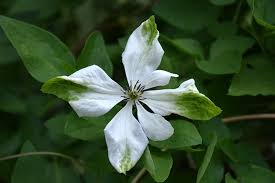 Image result for Lankesteria alba