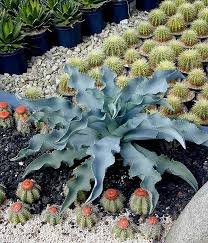 Relaxing vacation (posada real los cabos). Plantfiles Pictures Agave Species Blue Wave Agave Gypsiferous Gypsum Century Plant Agave Gypsophila By Happenstance